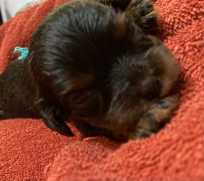 Chiot N°1