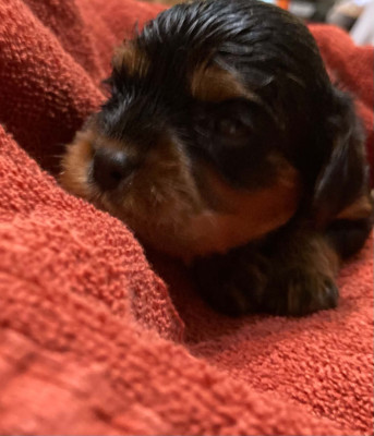 Chiot N°3