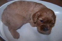 CHIOT ruby