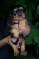 CHIOT noir et feu