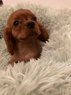 ALBUS DU MONT D'AMOUR