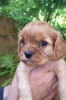 CHIOT ruby