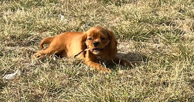 azur du mont d'amour