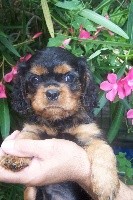 CHIOT noir et feu
