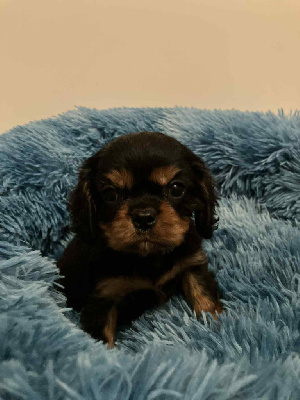 arlo du mont d'amour
