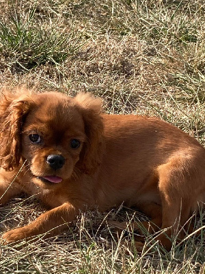 AZZARO DU MONT D'AMOUR