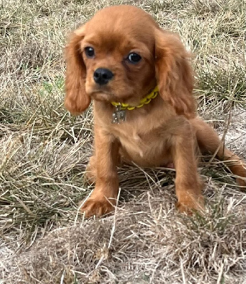 Athena du mont d'amour