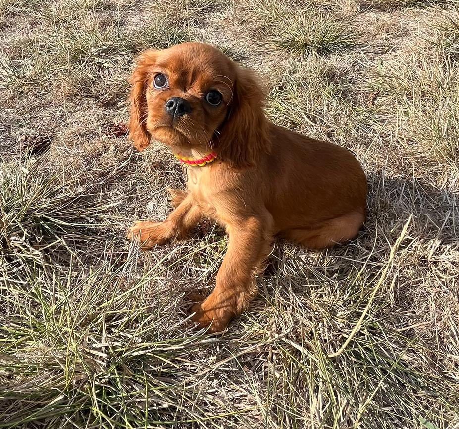du mont d'amour - Chiots disponibles - Cavalier King Charles Spaniel