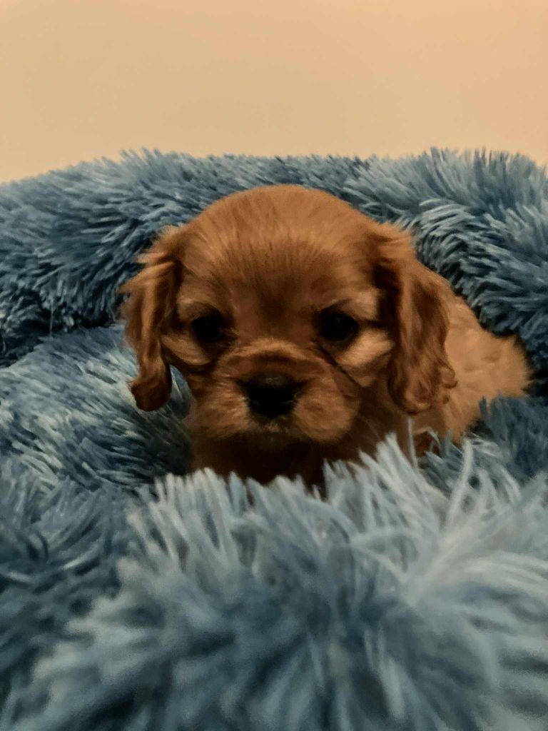 du mont d'amour - Chiots disponibles - Cavalier King Charles Spaniel