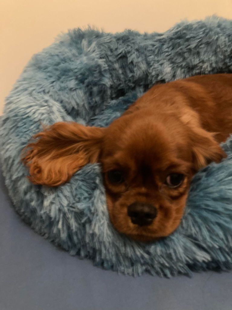 du mont d'amour - Chiots disponibles - Cavalier King Charles Spaniel