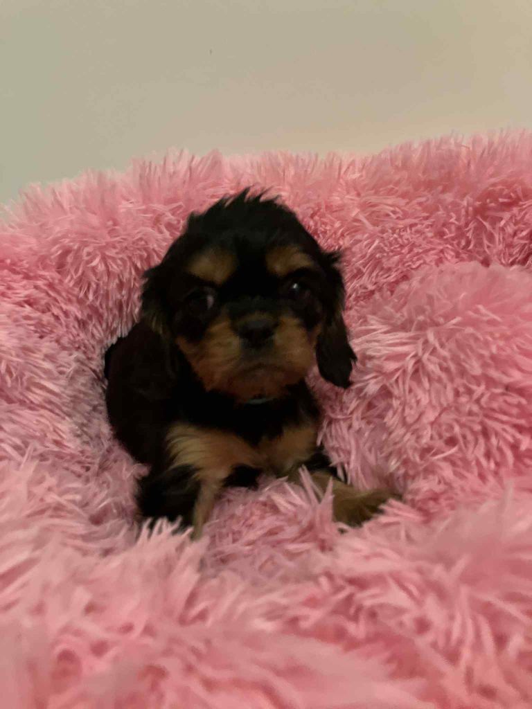 du mont d'amour - Chiots disponibles - Cavalier King Charles Spaniel