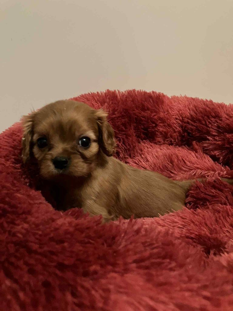 du mont d'amour - Chiots disponibles - Cavalier King Charles Spaniel