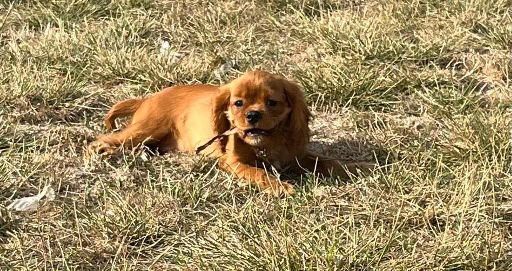 du mont d'amour - Chiots disponibles - Cavalier King Charles Spaniel