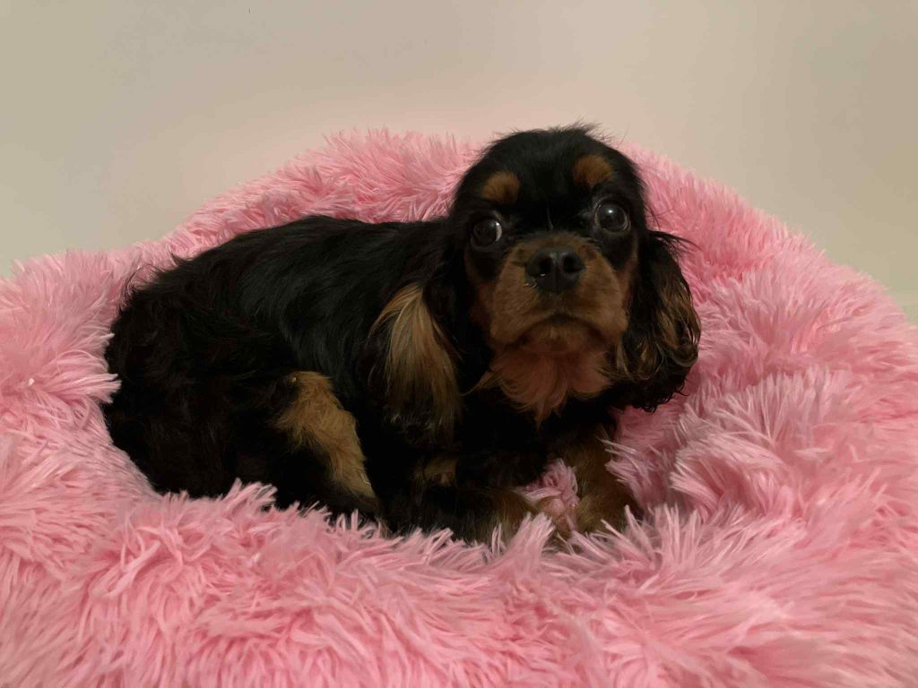 du mont d'amour - Chiots disponibles - Cavalier King Charles Spaniel