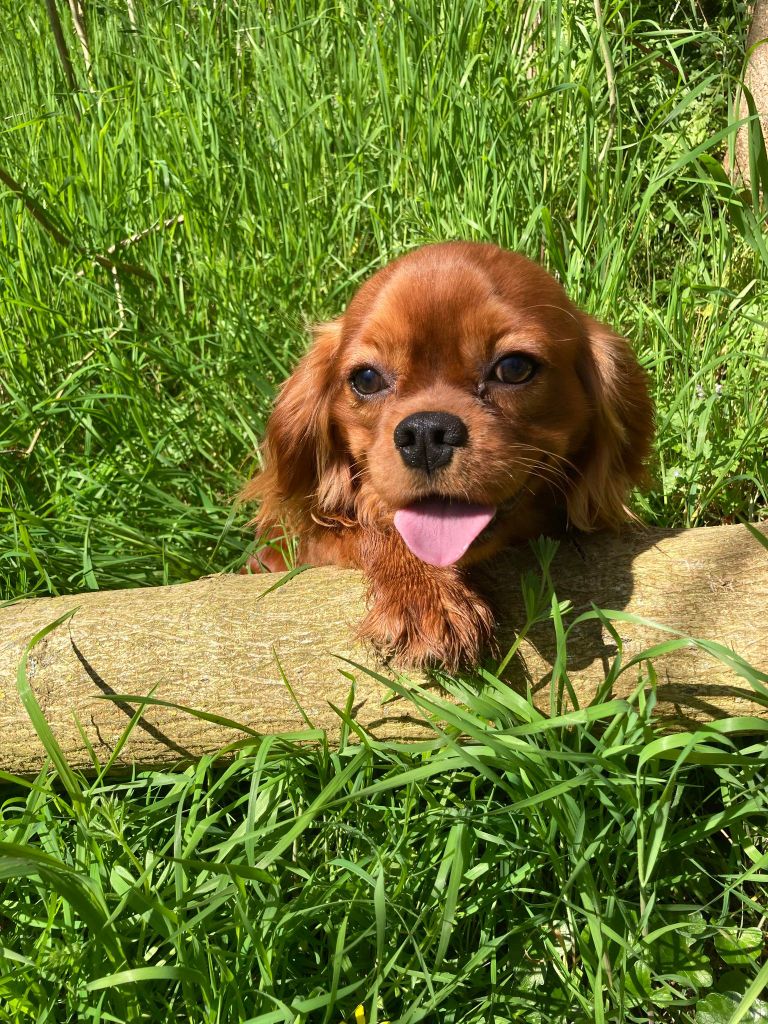 du mont d'amour - Chiots disponibles - Cavalier King Charles Spaniel