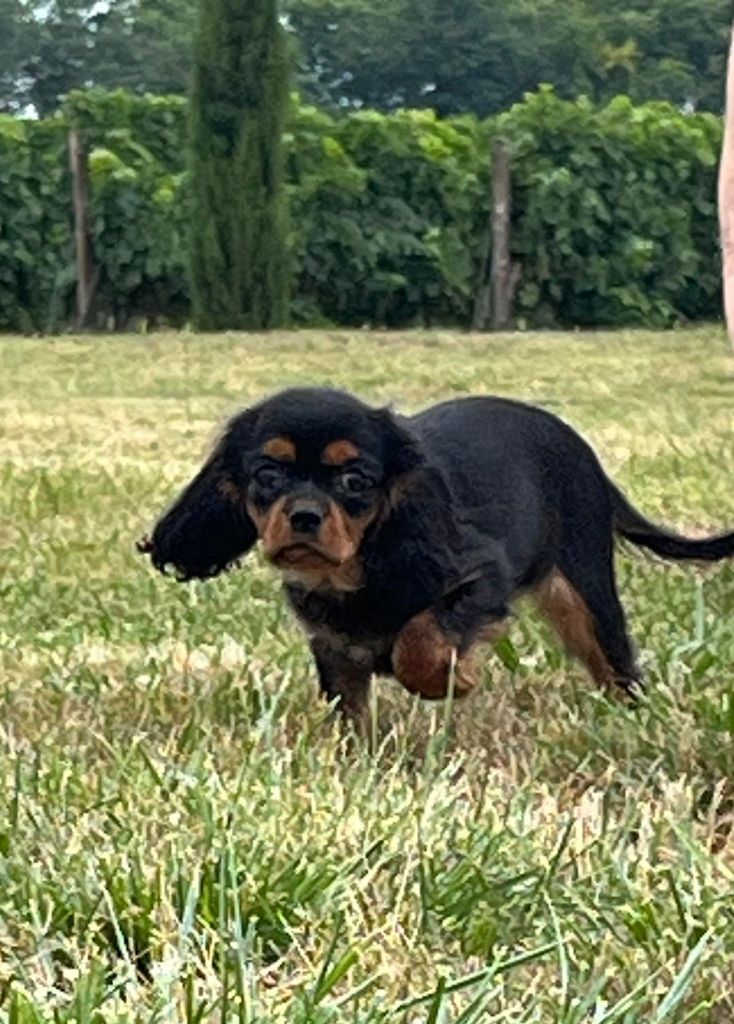 du mont d'amour - Chiots disponibles - Cavalier King Charles Spaniel