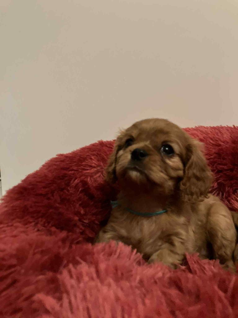 du mont d'amour - Chiots disponibles - Cavalier King Charles Spaniel