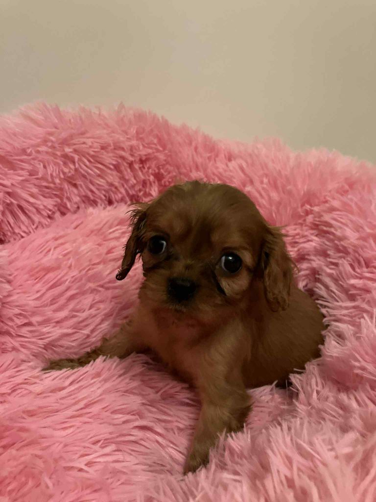 du mont d'amour - Chiots disponibles - Cavalier King Charles Spaniel