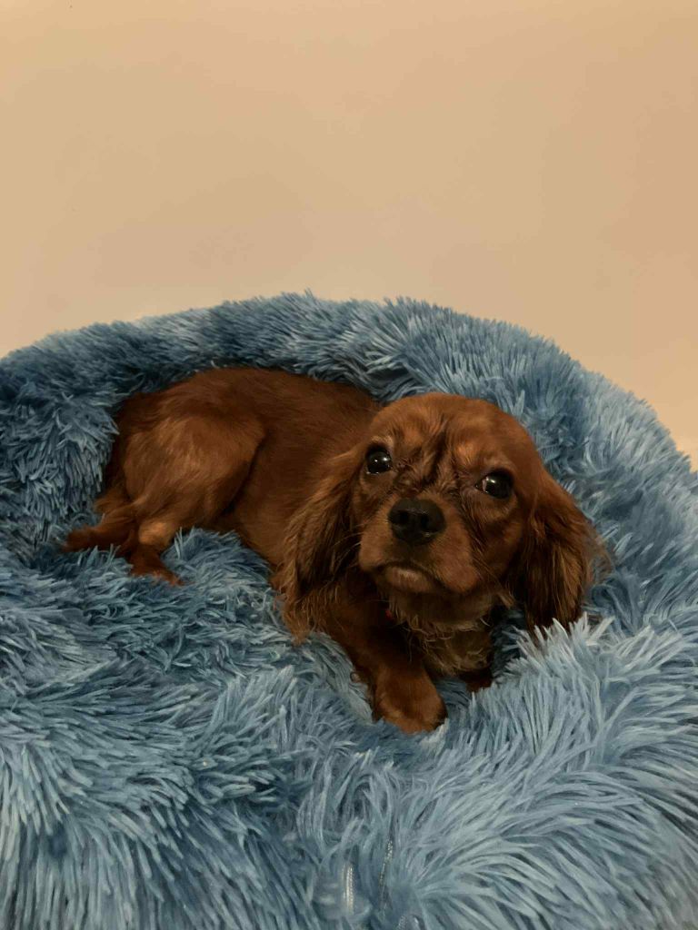 du mont d'amour - Chiots disponibles - Cavalier King Charles Spaniel