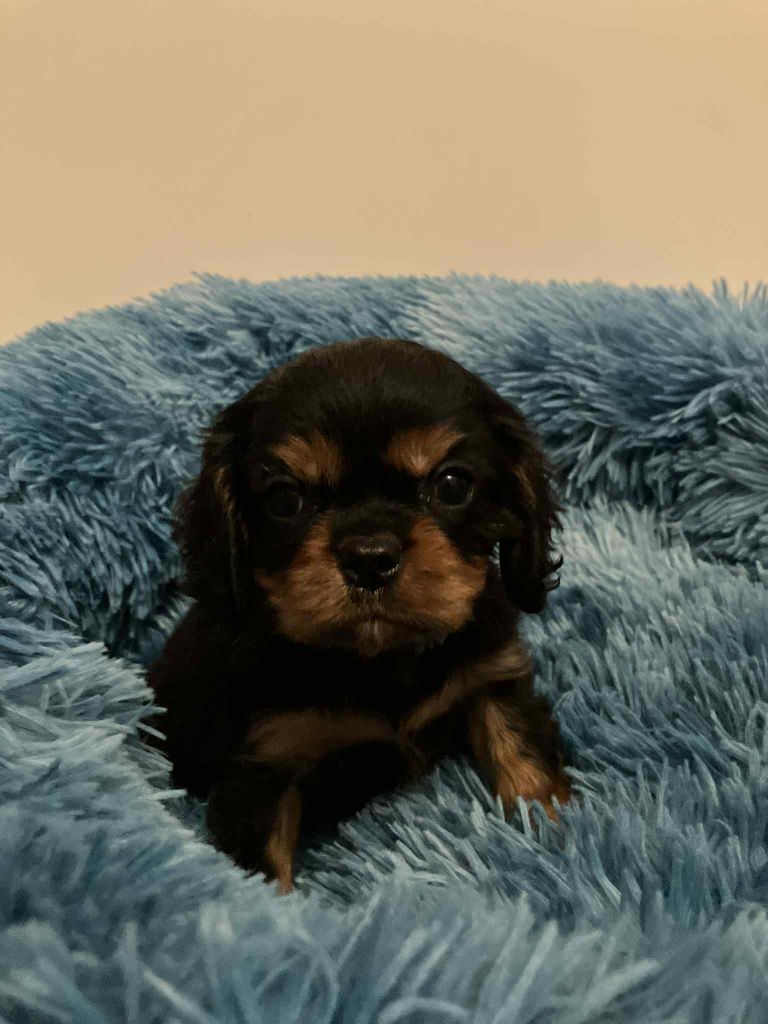 du mont d'amour - Chiots disponibles - Cavalier King Charles Spaniel