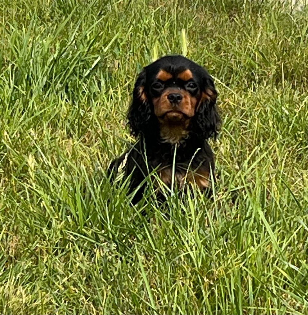du mont d'amour - Chiots disponibles - Cavalier King Charles Spaniel