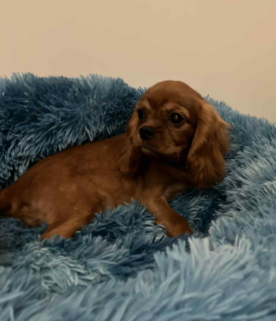 du mont d'amour - Chiots disponibles - Cavalier King Charles Spaniel