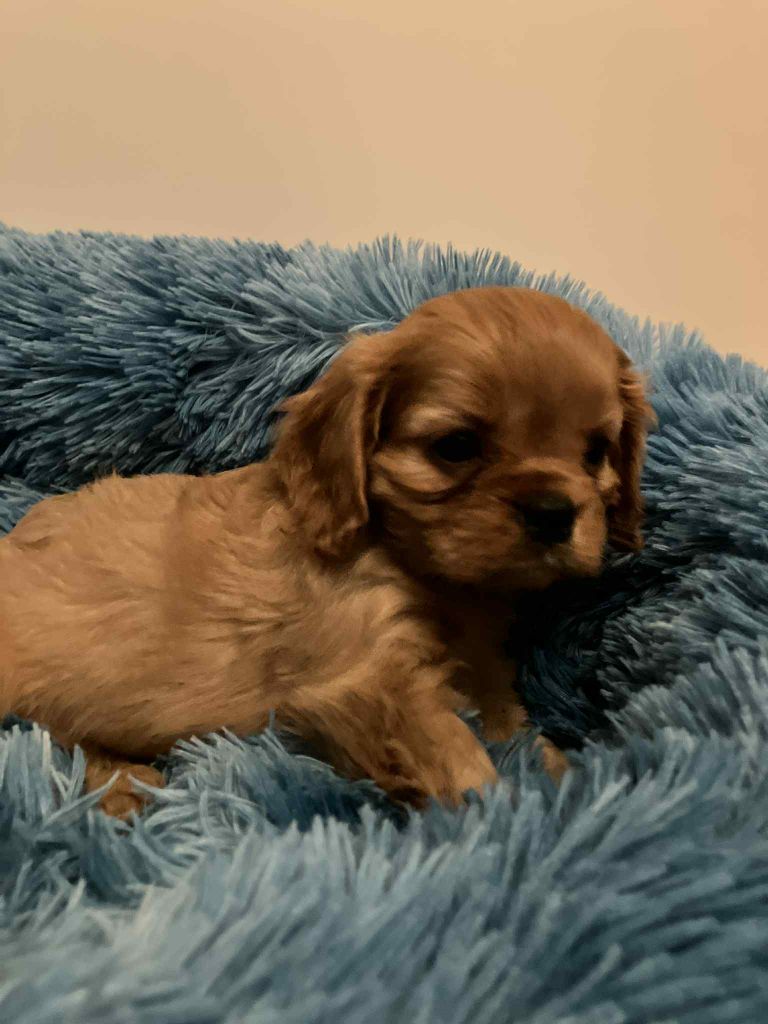 du mont d'amour - Chiots disponibles - Cavalier King Charles Spaniel