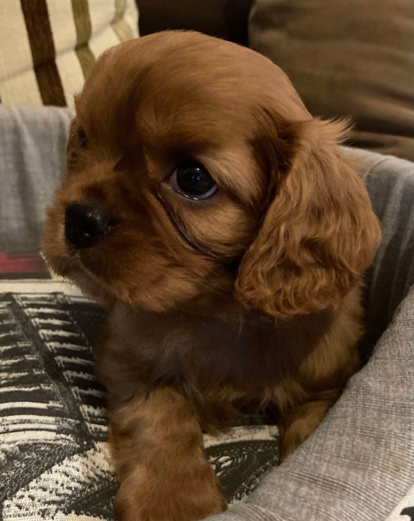 du mont d'amour - Chiots disponibles - Cavalier King Charles Spaniel