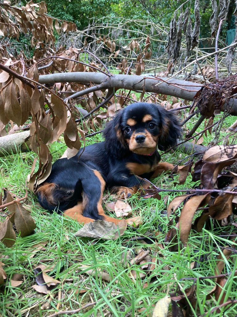 du mont d'amour - Chiots disponibles - Cavalier King Charles Spaniel