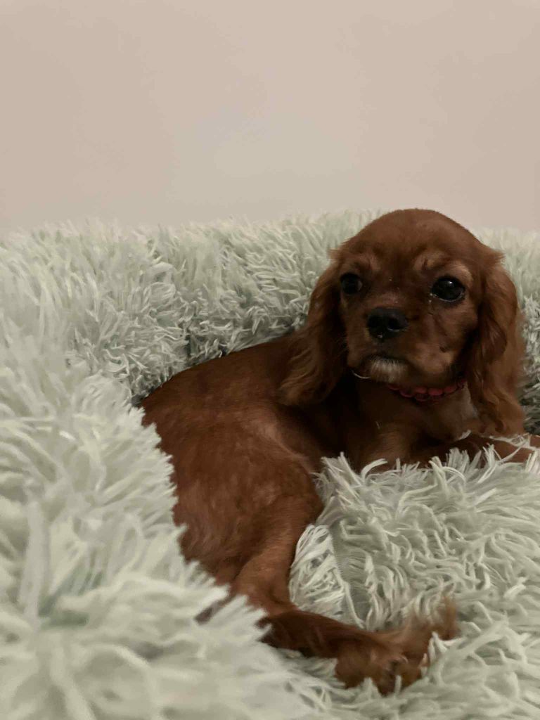 du mont d'amour - Chiots disponibles - Cavalier King Charles Spaniel