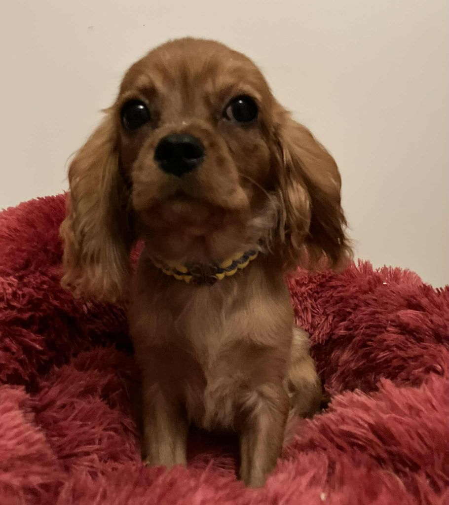 du mont d'amour - Chiots disponibles - Cavalier King Charles Spaniel
