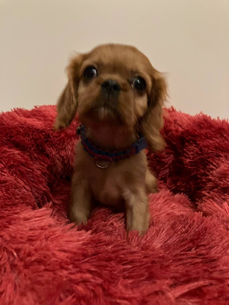 du mont d'amour - Chiots disponibles - Cavalier King Charles Spaniel