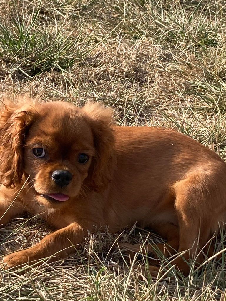 du mont d'amour - Chiots disponibles - Cavalier King Charles Spaniel