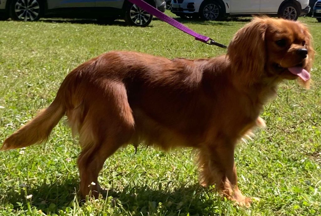 du mont d'amour - Chiots disponibles - Cavalier King Charles Spaniel