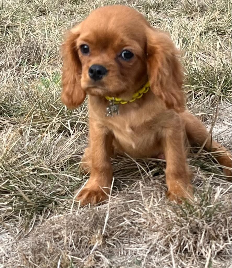du mont d'amour - Chiots disponibles - Cavalier King Charles Spaniel